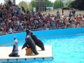 deux otaries Marineland