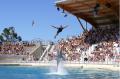 les dauphins Marineland