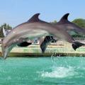 marineland