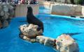 otarie Marineland